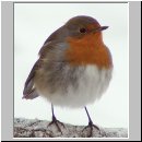 Erithacus rubecula - Rotkehlchen 03.jpg